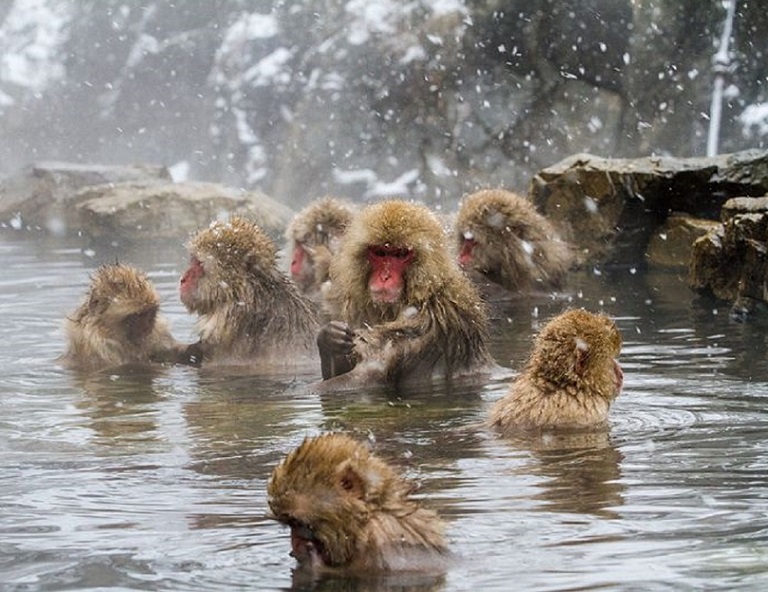 【北陸戲雪】童話合掌村．牧歌之里戲雪．雪猴泡湯奇景．惠那峽遊船．飛驒高山 5天
